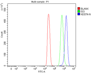 NDST4 Rabbit Polyclonal Antibody