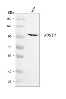 NDST4 Rabbit Polyclonal Antibody