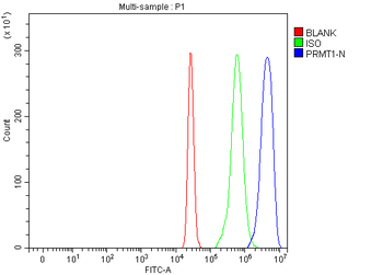 PRMT1 Rabbit Polyclonal Antibody