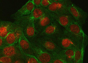 PPP4C Antibody