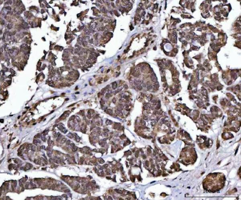 PPP4C Antibody