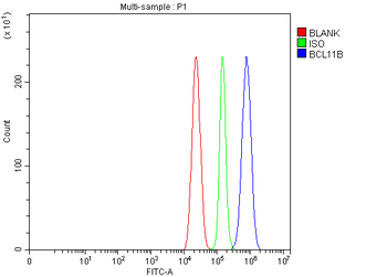 BCL11B Antibody