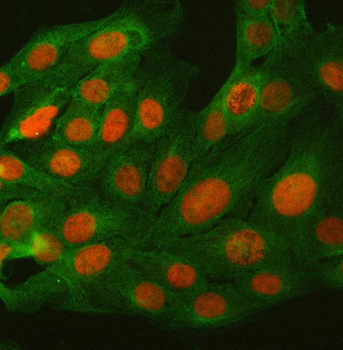 BCL11B Antibody