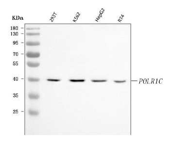 POLR1C Antibody