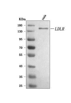 LDLR Rabbit Polyclonal Antibody