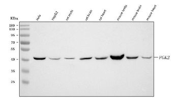 PGK2 Antibody