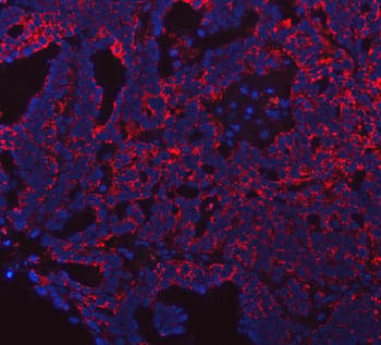 PRDM15 Antibody