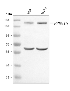 PRDM15 Antibody