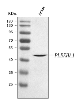 PLEKHA1 Antibody