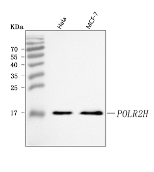 POLR2H Antibody