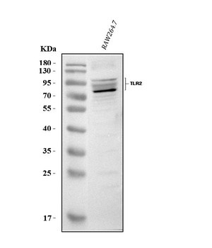 Tlr2 Rabbit Polyclonal Antibody