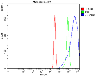 STRADB Rabbit Polyclonal Antibody