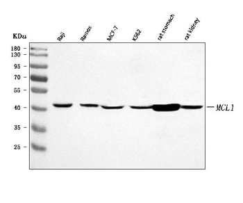MCL1 Rabbit Polyclonal Antibody