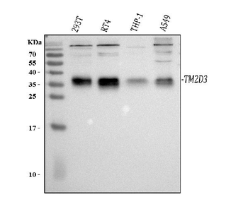 TM2D3 Rabbit Polyclonal Antibody