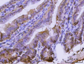 CD326/Epcam Rabbit Polyclonal Antibody