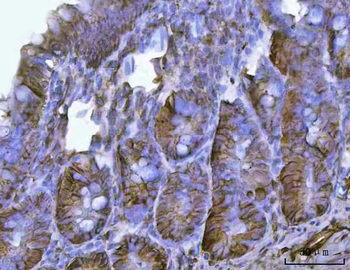 CD326/Epcam Rabbit Polyclonal Antibody