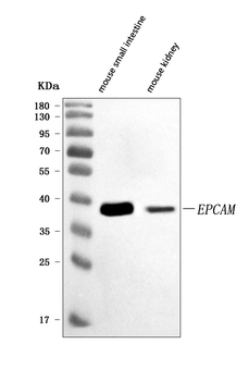 CD326/Epcam Rabbit Polyclonal Antibody