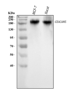 CEA/CEACAM5 Rabbit Polyclonal Antibody