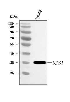 Connexin-32/GJB1/32 Rabbit Polyclonal Antibody