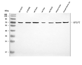 APLP1 Rabbit Polyclonal Antibody