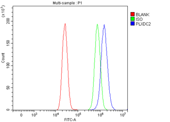PLXDC2 Rabbit Polyclonal Antibody
