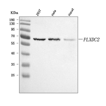 PLXDC2 Rabbit Polyclonal Antibody