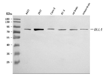 DLL4 Rabbit Polyclonal Antibody