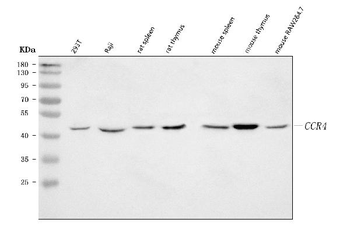 CCR4 Antibody
