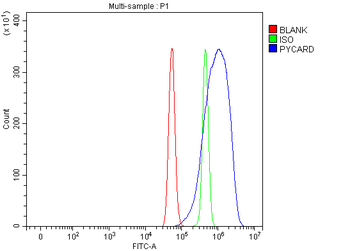 ASC/TMS1/Pycard Antibody