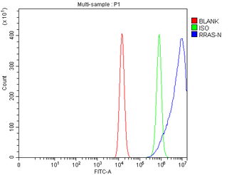 RRAS Rabbit Polyclonal Antibody