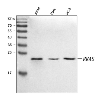RRAS Rabbit Polyclonal Antibody