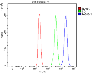 RAB43 Rabbit Polyclonal Antibody