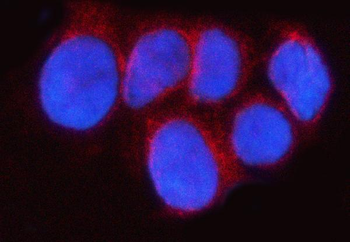 RAB43 Rabbit Polyclonal Antibody