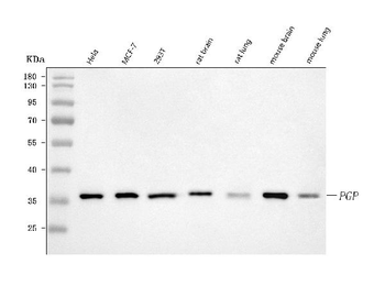 PGP Antibody