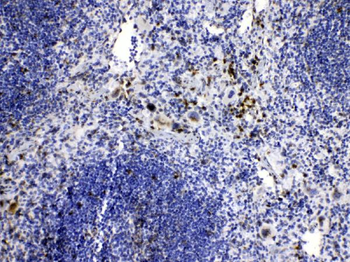 Caspase 8/CASP8 Antibody