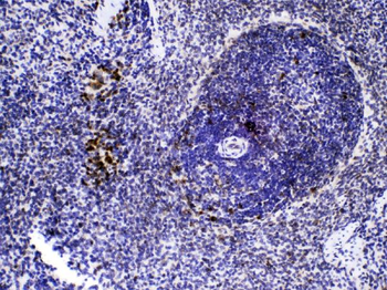 Caspase 8/CASP8 Antibody