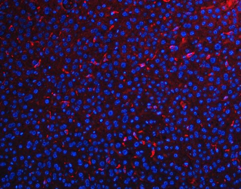F4/80/Adgre1 Antibody
