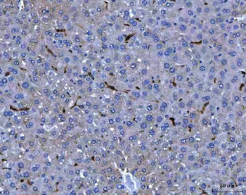 F4/80/Adgre1 Antibody