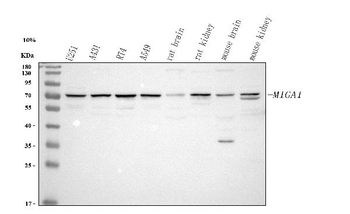 MIGA1 Rabbit Polyclonal Antibody