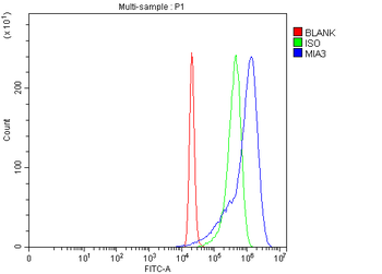 MIA3 Rabbit Polyclonal Antibody
