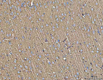 MFAP3 Rabbit Polyclonal Antibody