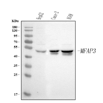 MFAP3 Rabbit Polyclonal Antibody