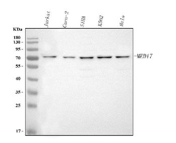 MED17 Rabbit Polyclonal Antibody