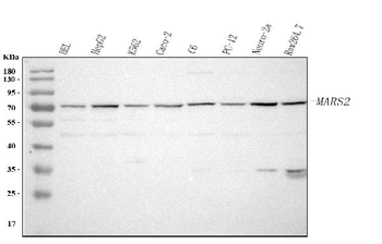 MARS2 Rabbit Polyclonal Antibody