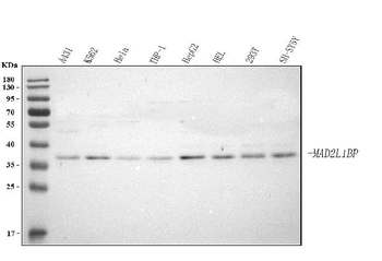 MAD2L1BP Rabbit Polyclonal Antibody