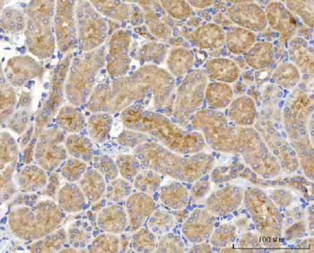 NUDT6 Antibody