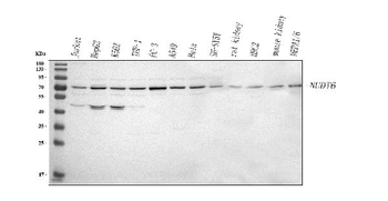 NUDT6 Antibody