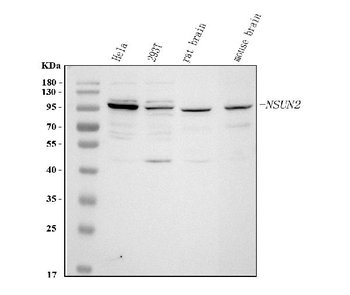 NSUN2 Antibody
