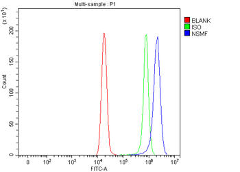 NELF/NSMF Rabbit Polyclonal Antibody