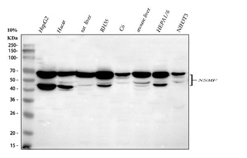 NELF/NSMF Rabbit Polyclonal Antibody